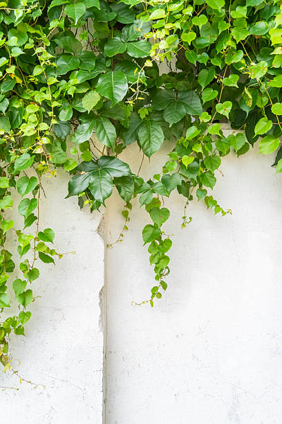 istock ivy leaves isolated on white 2242719563