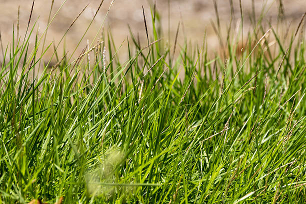 istock Lush green grass under bright sunlight outdoor field nature tranquil environment 2242720930
