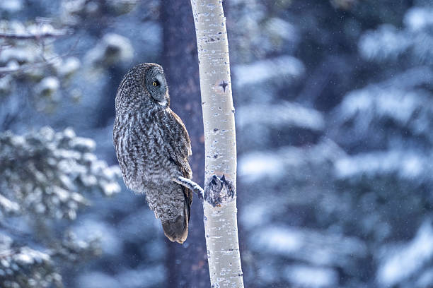 istock Great Grey Owl camouflaged in the forest of Alberta during a snowfall, Canada 2242721010
