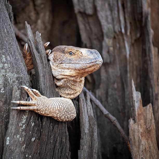 istock African Rock Monitor 2242721382