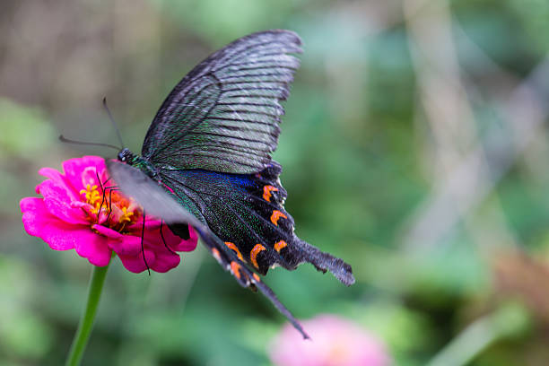 Butterfly on the flowers