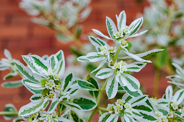 istock Euphorbia marginata blooming in the summer garden. 2242724497
