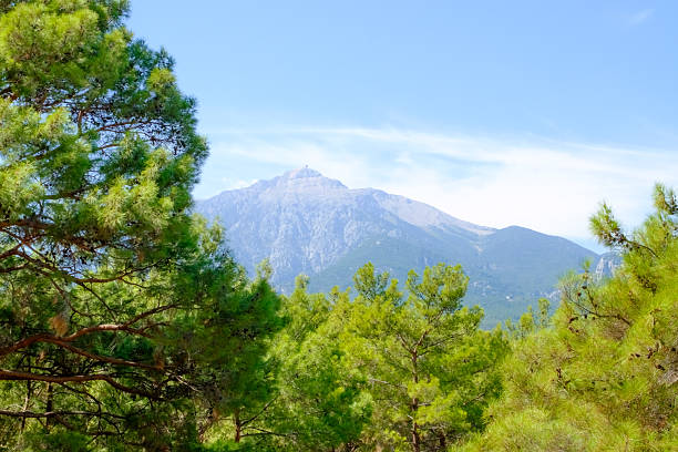 Mountain is in the background of a forest. The trees are green and the sky is blue