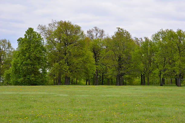 istock Vibrant Green Field with Lush oak forest Under a Cloudy Sky 2242726991