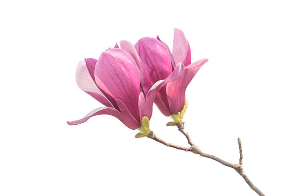 istock magnolia flowers isolated on white 2242728964