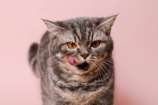 istock Gray funny cat licking its lips, isolated on pink background 2242730572