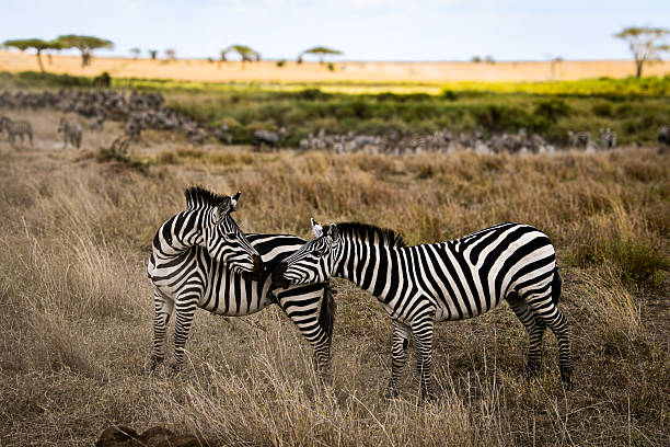 Zebras fighting. Zebras in the fight usually use hooves and kicking a competitor, but often also bite. The photo was in the late afternoon in low light conditions (high ISO image).
