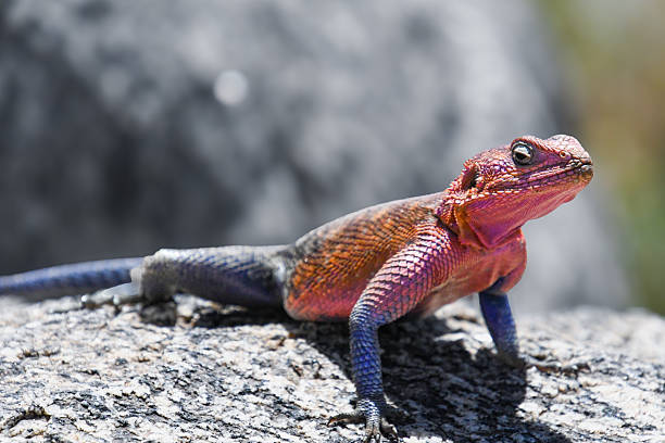 istock Mwanza flat-headed rock agama on a granite rock in Serengeti 2242733859