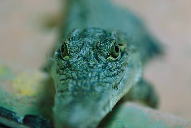 Dwarf caiman