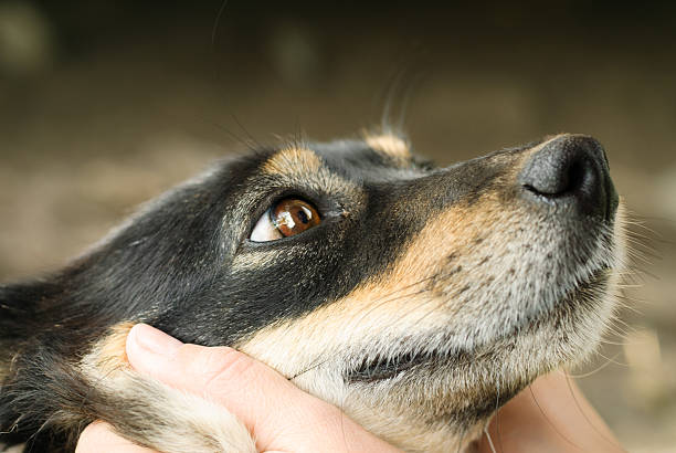 istock Street dog in an urban setting 2242736180