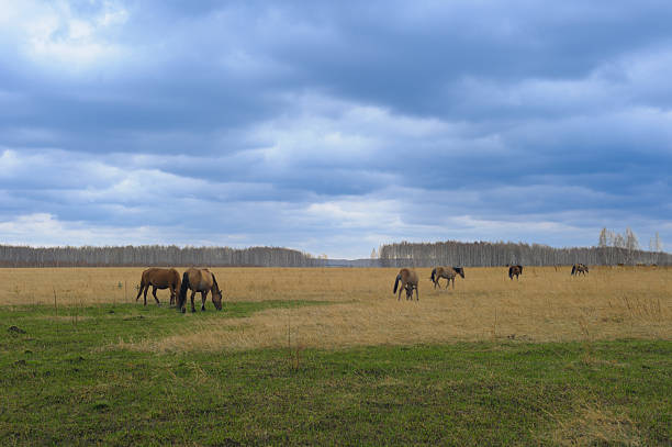 Group of elegant horses grazing in open green fields under natural sunlight. Calm and picturesque rural landscape highlighting the beauty of equestrian life and freedom in nature.
