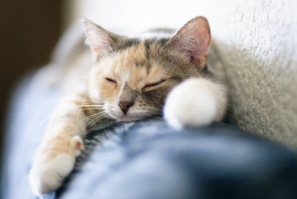 istock Domestic cat at home 2242736645