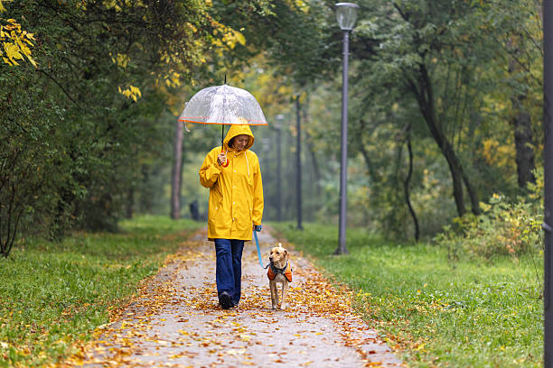 istock Woman walking dog in autumn 2242736770