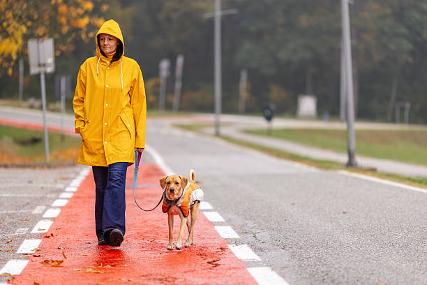 istock Woman walking dog in autumn 2242736864