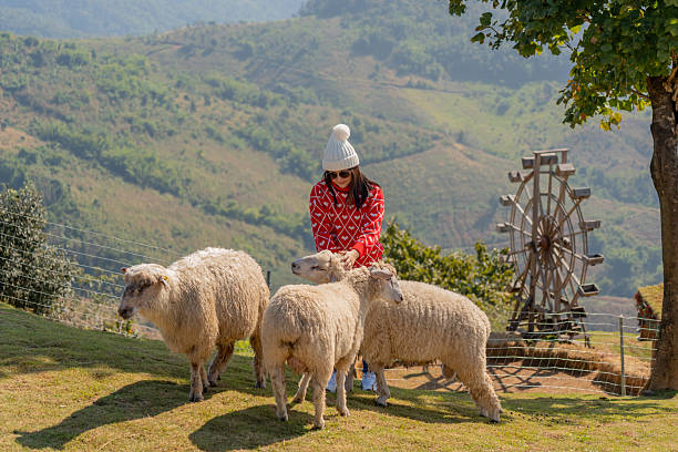 istock A woman feeds sheep on a farm on a hilltop. 2242742151