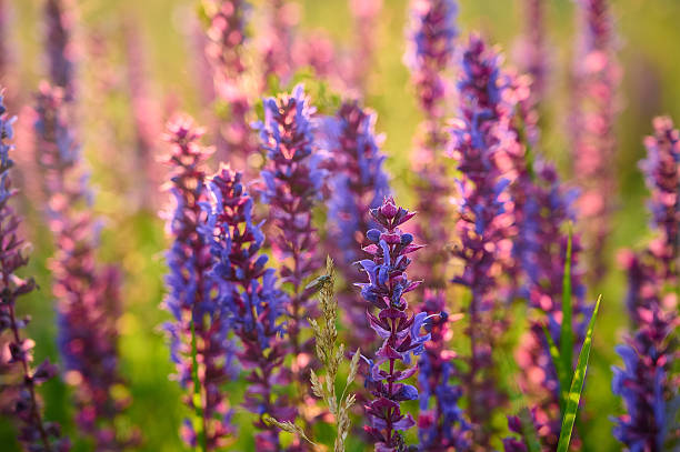 Perennial Sage (Salvia nemorosa 'Amethyst'). 