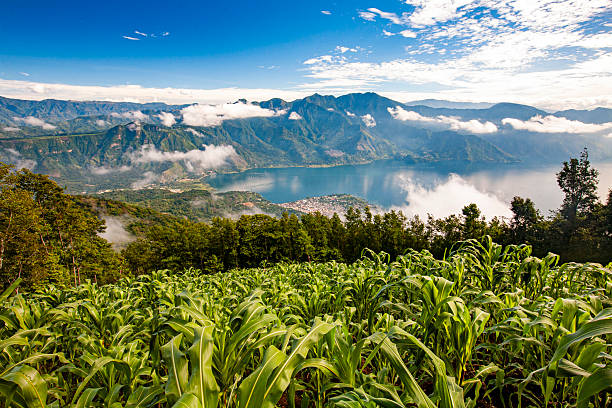 corn fields on the slopes of San Pedro Volcano in Lake Atitlan, Solola department