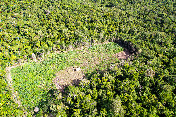 istock Deforestation in the Peten department 2242750716
