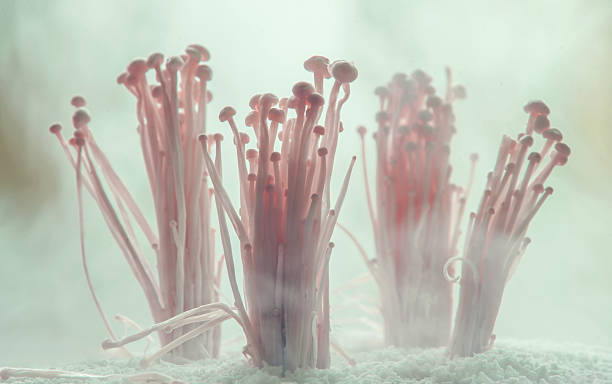 a forest of shiitake mushrooms in the fog