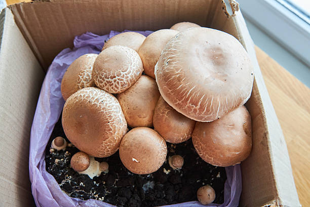 istock growing mushrooms champignon at home 2242762730