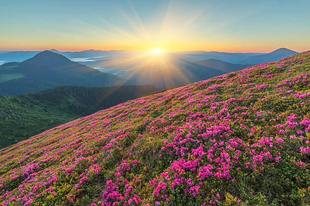 istock Magic pink rhododendron flowers on mountain 2242763821