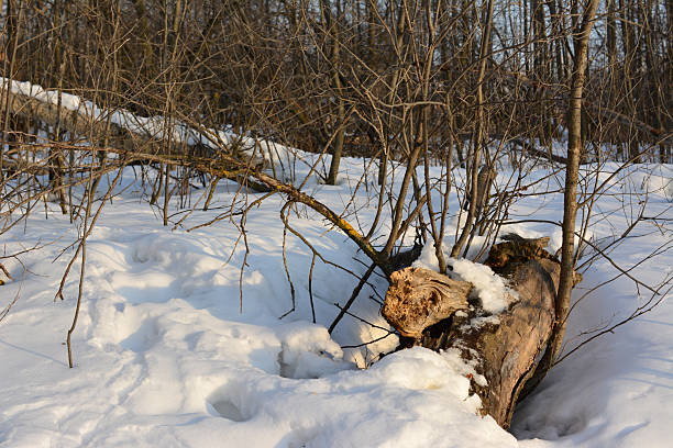 Fallen Log in a Snowy Winter Forest