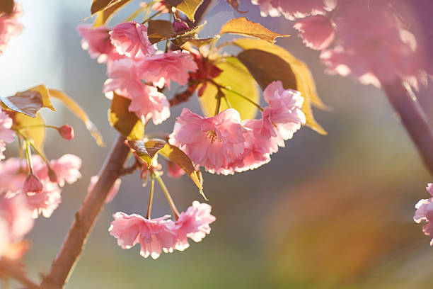 Springtime background with pink blossom. Beautiful nature scene with blooming sakura tree. Shallow depth of field.