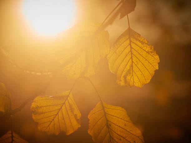 Four alder leaves (Alnus glutinosa) glowing in soft orange light with the sun shining from the left side, creating a warm, natural atmosphere perfect for eco design, seasonal advertising, or nature-themed creative projects.