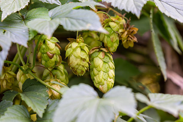 istock Common Hop (Humulus lupulus) Cones on the Vine – Close-Up in Natural Light 2242767903
