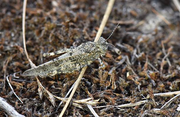 istock Grasshopper on the grass in the forest 2242768427