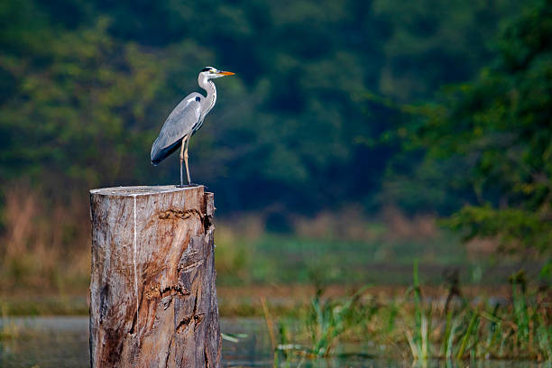 istock Grey Heron Perched on Tree Stump in Wetlands, Sultanpur National Park 2242768480