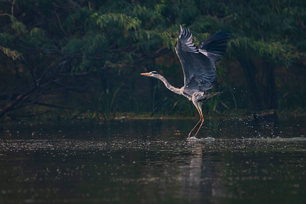 istock Grey Heron Wading and Taking Flight, Sultanpur National Park 2242769038