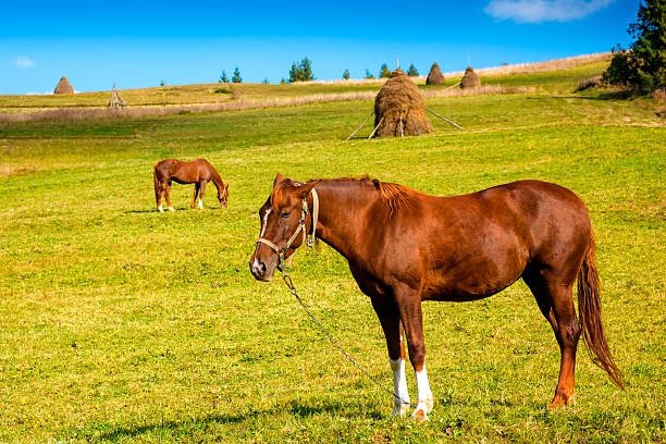 rural landscape with brown horse grazing grass. animal stands on a green hill in autumn. lush pasture in carpathian mountains on a sunny day. haystack in the background. declining livestock population