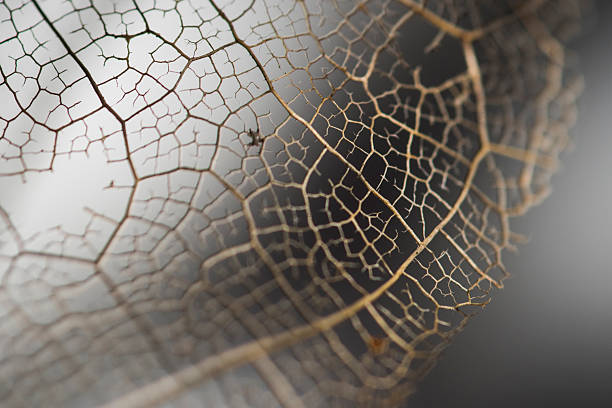 Macro photo of a leaf skeleton featuring a shallow depth of field and detail on vein patterns.