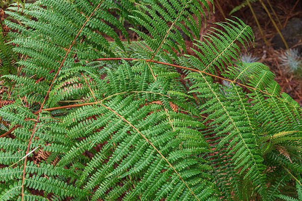 istock Green fern leaves Tenerife forest 2242769663