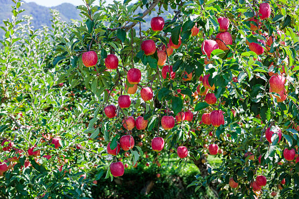 This apple is an apple that is harvested in autumn.