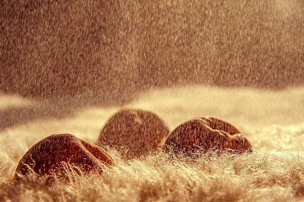 Peaches under rain