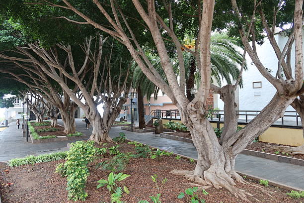 Granadilla de Abona, Tenerife, Spain, October 21, 2025: Large trees in Gonzalez Mena Square in Granadilla de Abona, Tenerife, Spain