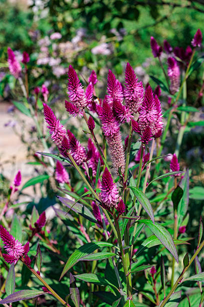 istock Silver cock's comb flowers blooming in the garden. 2242770917