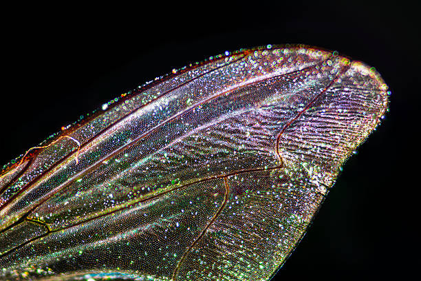 Macro photo of shimmering fly wing featuring detail on texture and iridescence.