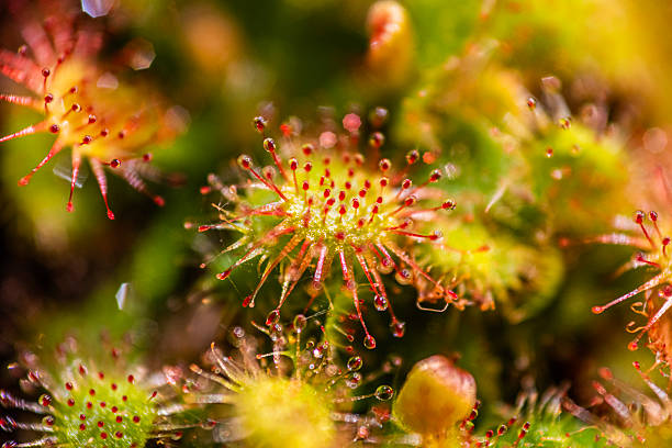 Macro photo of sundew plant featuring colors and textures of plant.  Depth of field is shallow.