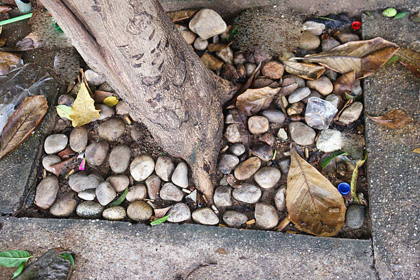 istock Base of a tree trunk surrounded by smooth river stones and fallen leaves, with concrete edging 2242772209