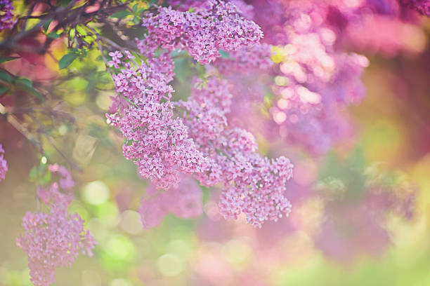 istock beautiful lilac flowers branch on a green background, natural spring background, soft selective focus. 2242772297