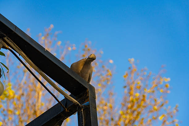 Peaceful dove perched on a black metal structure with yellow autumn leaves and clear blue sky in the background