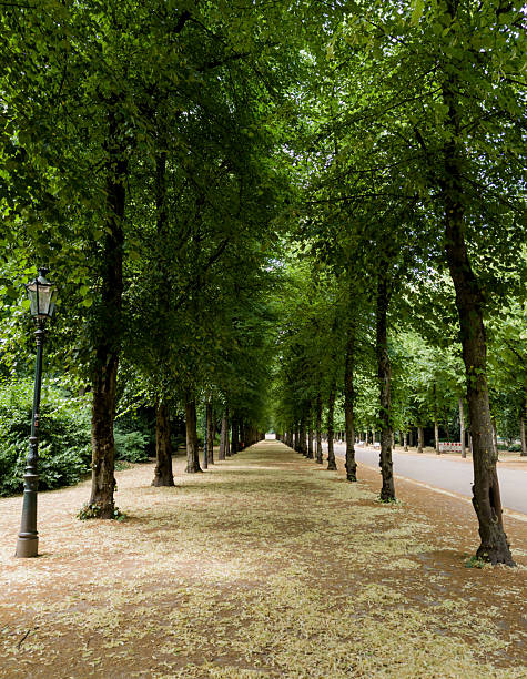 istock alley in beautiful park 2242774341