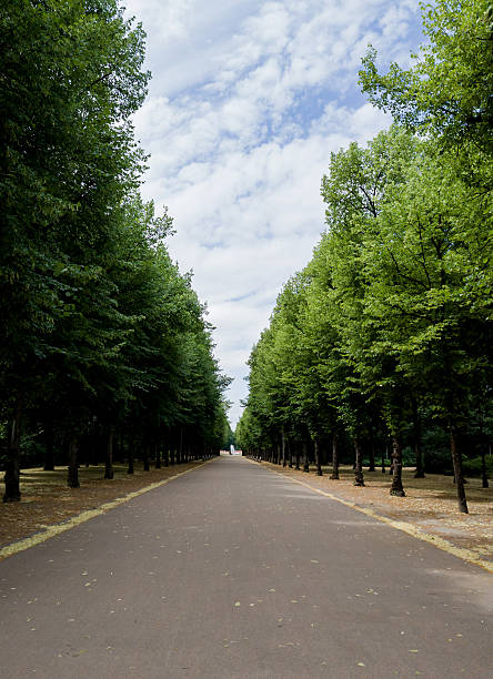 istock tree in the park and walkway 2242774349