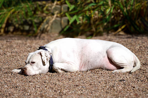 On a bed of landscaped pebbles, a white American Bulldog rests with chin on ground. The dog has its eyes open is looking off camera. The dog is enjoying basking in the warm sunlight of a summer day.