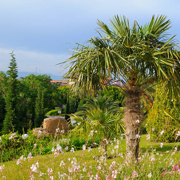A vibrant, sunny garden view features a prominent palm tree and delicate white and pink wildflowers in the foreground. The lush, warm-climate scenery, with distant buildings and hills, evokes a serene vacation and travel atmosphere, offering good copy space in the sky.