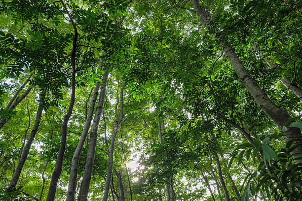 istock Nature green forest. sunrise in a spring  forest with bright young foliage glowing in the rays of the sun and shadows from tree 2242776215