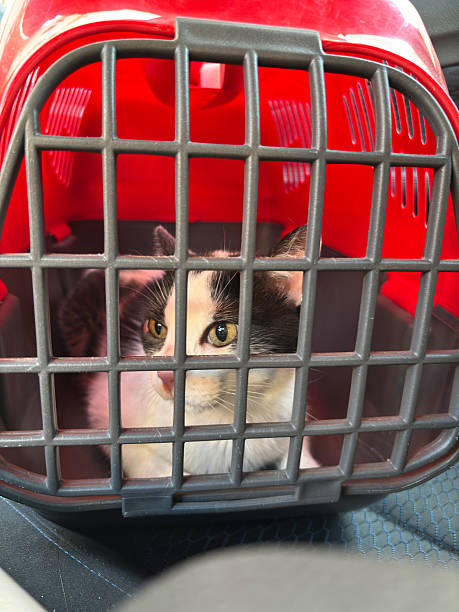 istock Black and white cat traveling in car inside pet carrier 2242776377